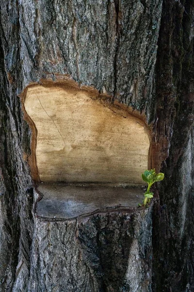 Vertcal Shot Half Sawed Tree Bark — Stock Photo, Image