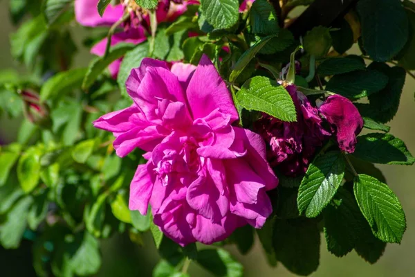 Ένα Κοντινό Πλάνο Της Καλλιέργειας Ροζ Τριαντάφυλλα Πράσινα Λουλούδια Απομονώνονται — Φωτογραφία Αρχείου