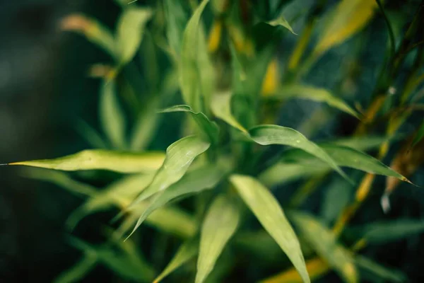 Une Vue Sur Les Feuilles Vertes — Photo