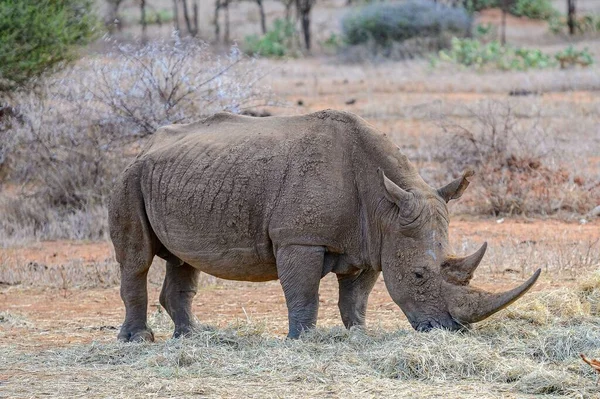 Rinocer Alb Din Sud Stând Iarbă Uscată Timp Pășunau Fân — Fotografie, imagine de stoc