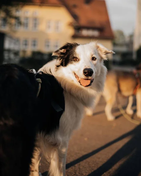 Вертикальный Снимок Собаки Колли Смотрящей Камеру — стоковое фото
