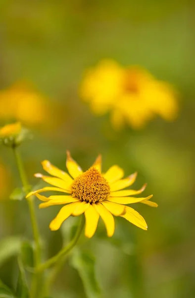 Disparo Vertical Falso Girasol Sobre Fondo Verde Borroso —  Fotos de Stock