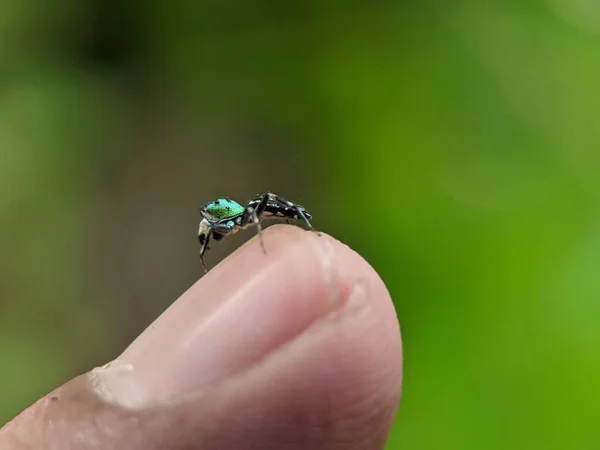 Una Pequeña Araña Verde Cosmophasis Dedo Una Persona — Foto de Stock