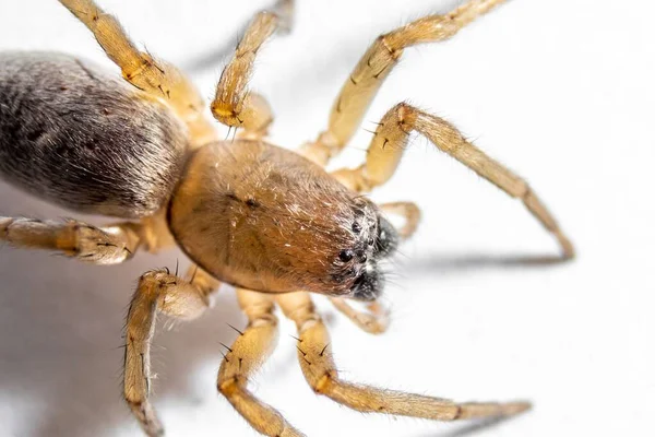 Beyaz Arka Planda Bir Örümceğin Makro Fotoğrafı — Stok fotoğraf