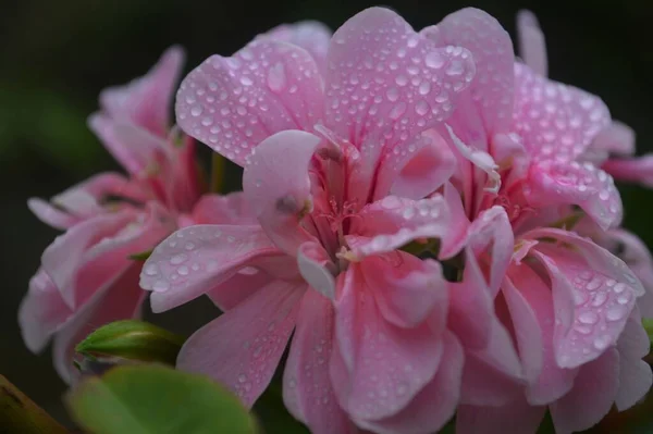Ροζ Λουλούδια Πελαργόνιου Σταγονίδια Νερού Στην Επιφάνεια — Φωτογραφία Αρχείου