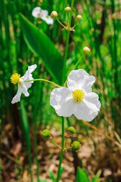 Vertical Closeup Shot Blooming Bright White Wildflowers — Stock Photo, Image