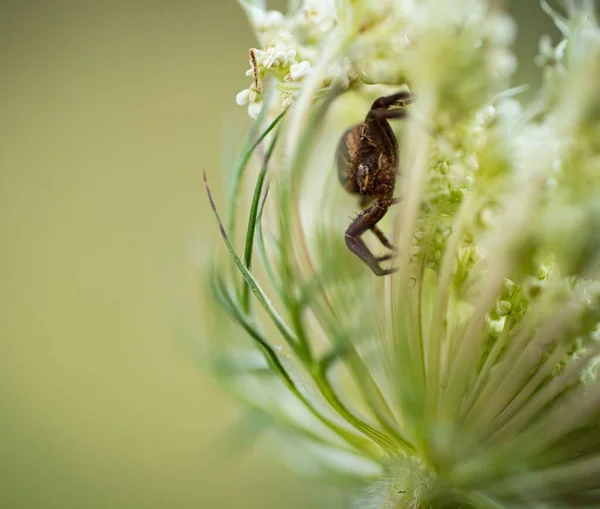 Een Macro Shot Van Bruine Spin Een Bloem Met Wazige — Stockfoto