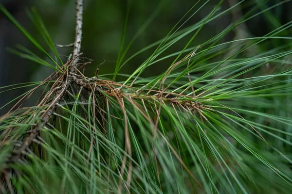 Primer Plano Una Aguja Pino Verde Una Rama Árbol —  Fotos de Stock