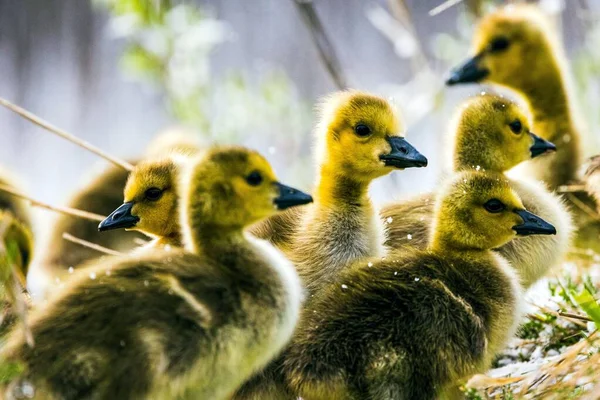 Ένα Κοντινό Πλάνο Μιας Ομάδας Goslings Σωματίδια Χιονιού Πάνω Τους — Φωτογραφία Αρχείου