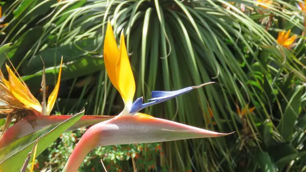 Die Nahaufnahme Des Paradiesvogels Oder Der Strelitzia Blume Garten — Stockfoto