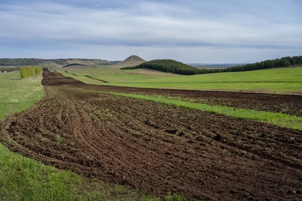 雲に覆われた空を背景に木々が茂る草原と緑の草原 — ストック写真