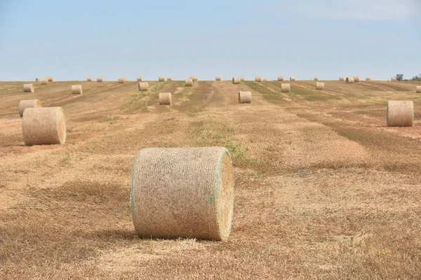 澄んだ空を背景に干し草の山が広がる畑 — ストック写真