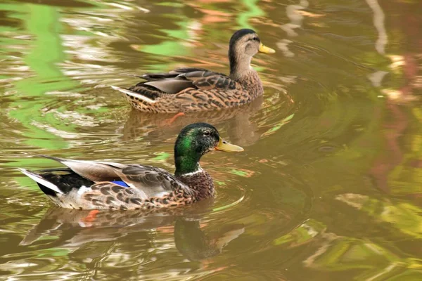 两只野鸭在湖中游泳的特写镜头 — 图库照片