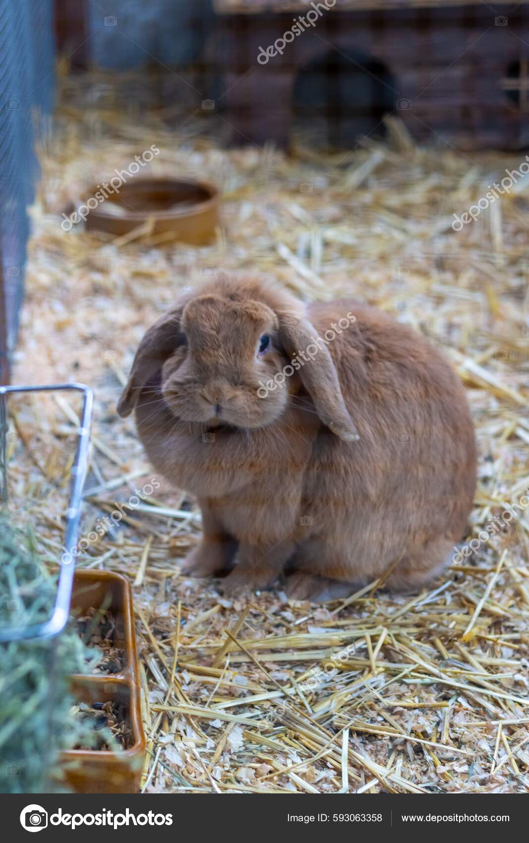 Holland lop cage online