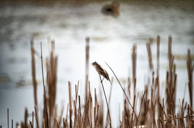 Kırmızı kanatlı bir karatavuğa yakın çekim güneşte kurumuş çimlerin üzerine tünemiş