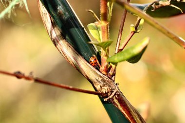 Bahçedeki hanımeli bitkisine saklanmış sevimli bir uğur böceği.