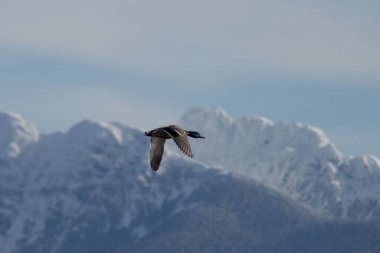 Arka planda uçan Mallard ve karlı dağların yakın plan çekimi.
