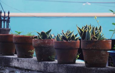 Evin dışındaki saksıda bir bitki var.