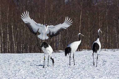 Japonya 'nın Hokkaido kentindeki kar tarlasında kırmızı taçlı turnalar..