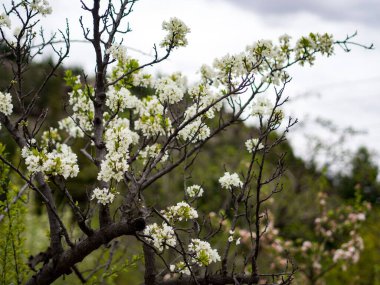 Mükemmel erik çiçekleri bulanık arka planda dallarda açar.