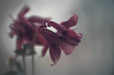 Çiçek açan pembe çiçeğin seçici odak noktası.