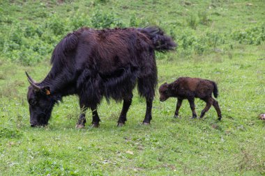 Tarlada bebekle bir bufalo.