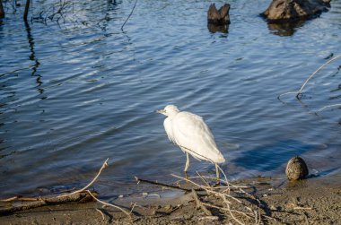 Beyaz balıkçıl güneşli bir günde avını aramak için bataklığın kıyısında duruyor.