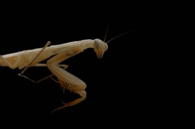 Sarı peygamber devesine yakın çekim