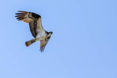 Fotokopi uzayı için mavi gökyüzü