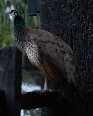 Tahta korkuluklara tünemiş bir tavus kuşunun dikey görüntüsü.