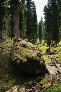 Güzel vadilerde ve çam ağaçlarında sabah yürüyüşü. Pahalgam, Jammu ve Kashmir, Hindistan.
