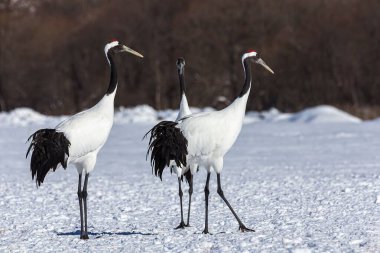 Japonya 'nın Hokkaido kentindeki kar tarlasında kırmızı taçlı üç turnanın seçmeli çekimi..