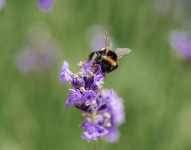 Yeşil arka planda izole edilmiş mor çiçekten nektar yudumlayan arıların yakın plan çekimi.
