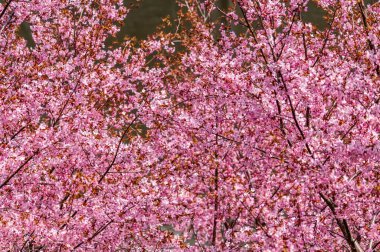 Pembe çiçekli güzel ağaçların alçak açılı görüntüsü.