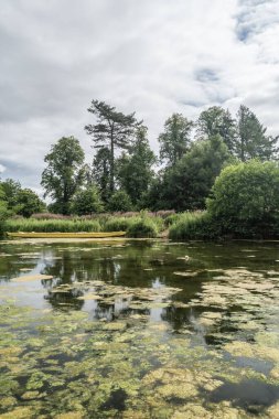 Staffordshire Gölü suyunda algler güneşli bir günde, Stoke-on-Trent, İngiltere.