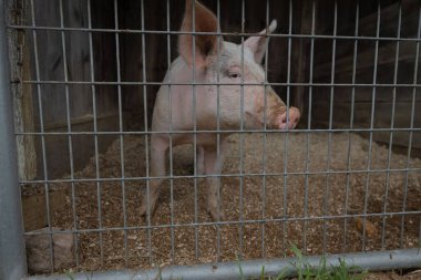 Ahırda bir çiftlik domuzu