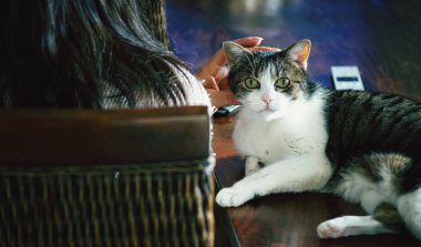 Masada sahibinin yanında yatan komik kedi yavrusu, yakın plan.