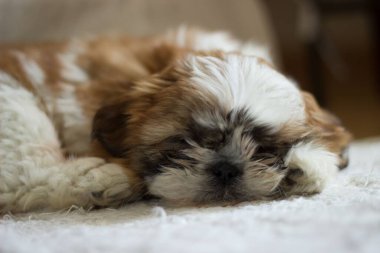 Şirin bir Shih Tzu köpeği kanepede uyuyor.
