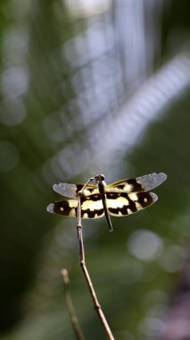 Yaygın bir resim kanadının dikey görüntüsü (Rhyothemis variegata) bir dal üzerindeki yusufçuk sineği