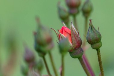 Bulanık arka planda tomurcukları olan kırmızı gülün yakın çekimi. Yaz bahçesinde açan küçük güller..