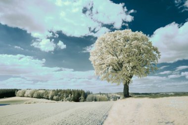 Mavi gökyüzünün altındaki yalnız bir ağacın kızılötesi görüntüsü ve ormanın arka planındaki beyaz bulutlar.