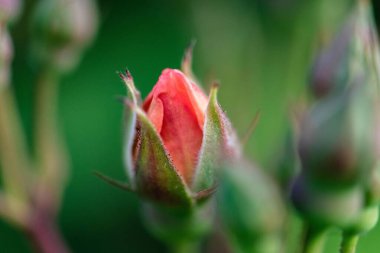 Bulanık arka planda tomurcukları olan kırmızı gülün yakın çekimi. Yaz bahçesinde açan küçük güller..
