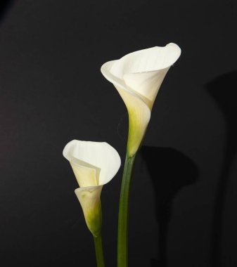 Siyah arkaplandaki beyaz zambakların dikey görünümü