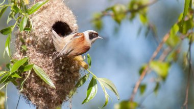 A closeup of a Eurasian penduline tit sitting in a nest on a green tree
