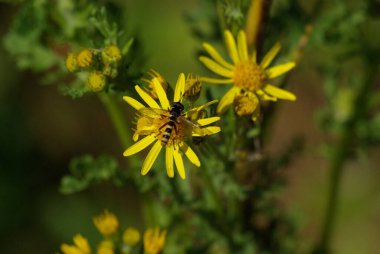 Güneşli bir günde, küçük bir arı tarlada güzel bir sarı çiçeği tozluyor.