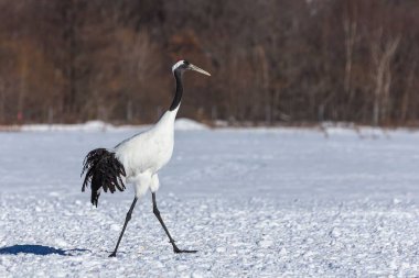 Kızıl taçlı bir vinç karda yürüyor, Hokkaido, Japonya.