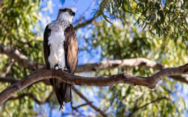 Ağaç dalına tünemiş balık avının (Pandion haliaetus) seçici bir odak noktası.