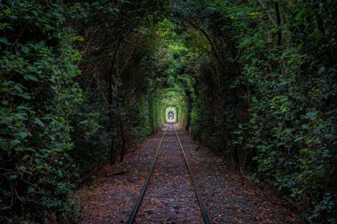 Ukrayna 'daki Yeşil Aşk Tüneli' nin manzarası