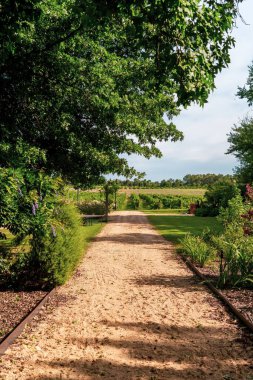 Sarmaşıklara giden yolun dikey görüntüsü.