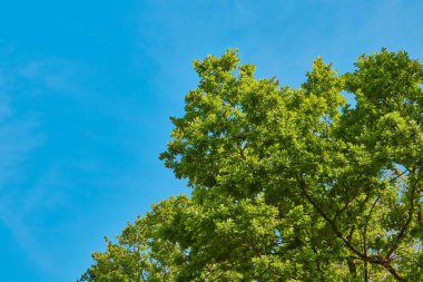 Mavi gökyüzüne karşı bir ağaç yaprağının alçak açılı görüntüsü.